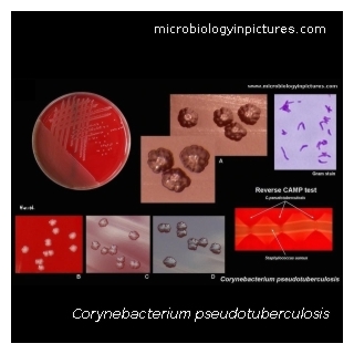 c.pseudotuberculosis